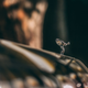 A close up photo of the Spirit of Ecstasy logo on the front of a Rolls Royce.